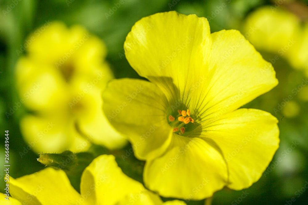 flowers of large-flowered evening primrose flowers of large-flowered evening primrose