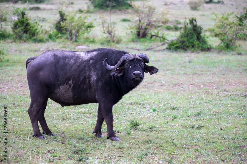 Buffalos are standing in the savannah in the middle of a national park in Kenya
