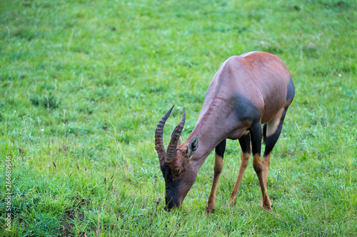 Topi antelope in the grassland of Kenya's savannah
