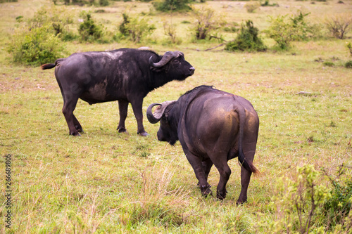 Buffalos are standing in the savannah in the middle of a national park in Kenya