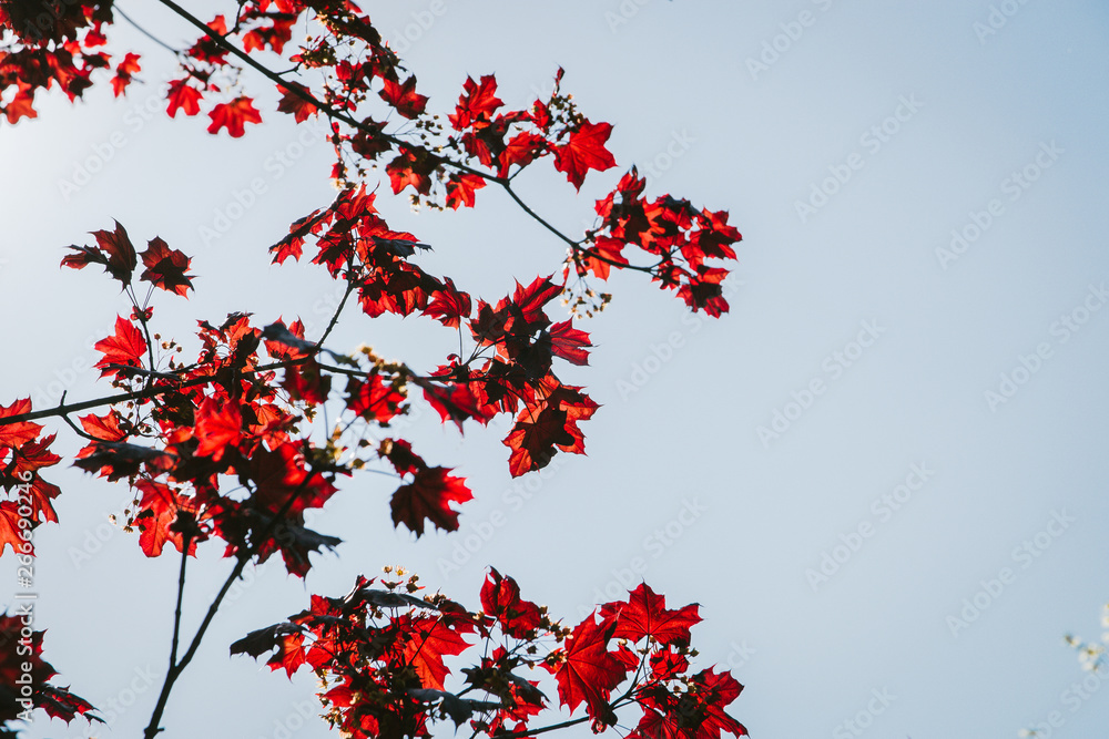 Red maple Holly leaves, trees growing outdoors under a Sunny blue sky Red maple Holly leaves, trees growing outdoors under a Sunny blue sky