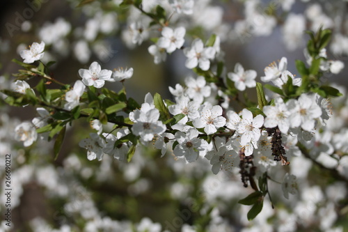 Lilac bush selective focus on spring time