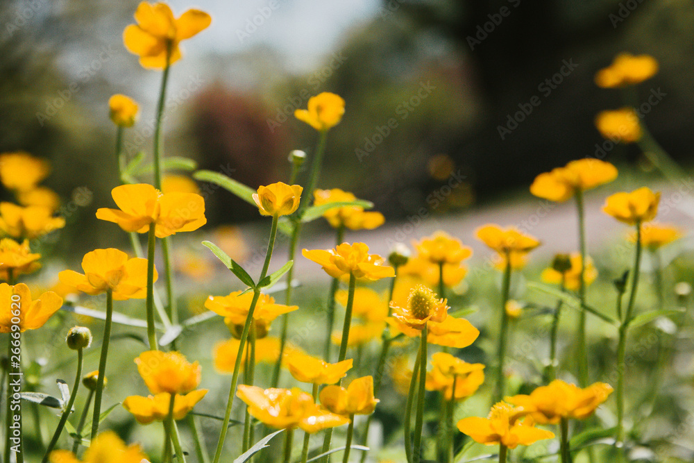 Chicken blindness an unusual flower with a poisonous content Chicken blindness an unusual flower with a poisonous content