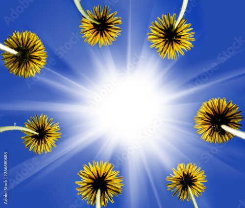 image of a dandelion in the garden against the sky