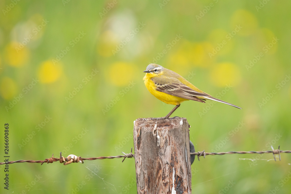Yellow Wagtail, Motacilla flava Yellow Wagtail, Motacilla flava