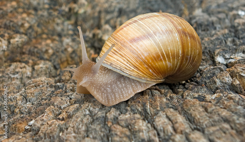 image of a snail in the garden close up