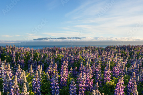 lupine field in Iceland