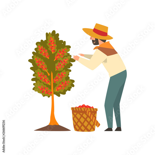 Male Farmer in Straw Hat Picking Red Coffee Beans on Tree, Coffee Industry Production Stage Vector Illustration