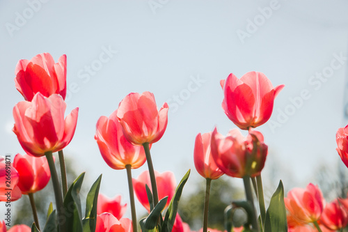 Beautiful Botanical background of spring tulips in bright colors growing outdoors under the Sunny blue sky on a flower bed in a colorful seasonal garden