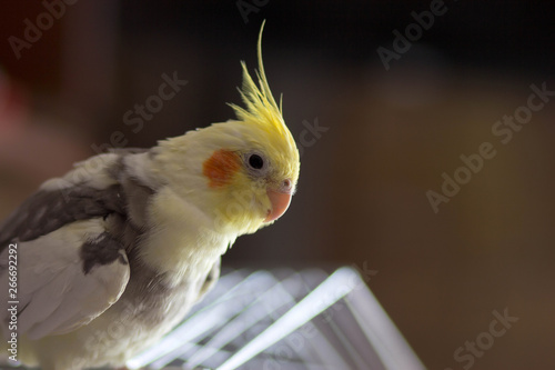 Bird Parrot Karella photo