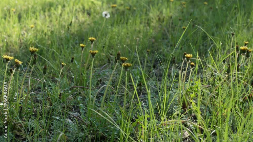 Time-lapse of blooming yellow dandelions in the spring forest. Time-lapse of blooming yellow dandelions in the spring forest.