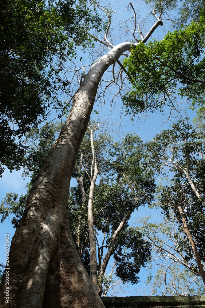 Fototapeta premium A huge tropical white tree against a clear sky. Tetrameles tree, which grows in a tropical climate.
