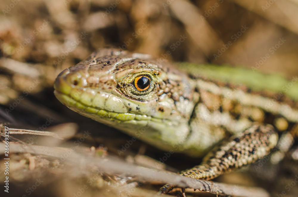 Portrait of a small green lizard in dry grass. Macro shot. Portrait of a small green lizard in dry grass. Macro shot.