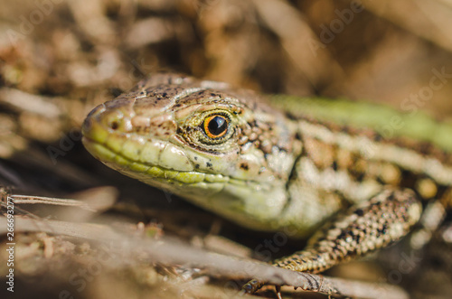 Portrait of a small green lizard in dry grass. Macro shot.