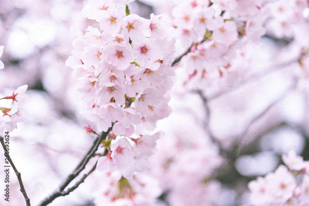 looming sakura cherry blossom background in spring looming sakura cherry blossom background in spring