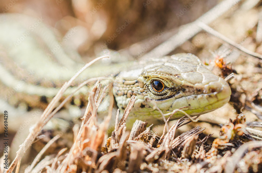 Naklejka premium Portrait of a small green lizard in dry grass. Macro shot.
