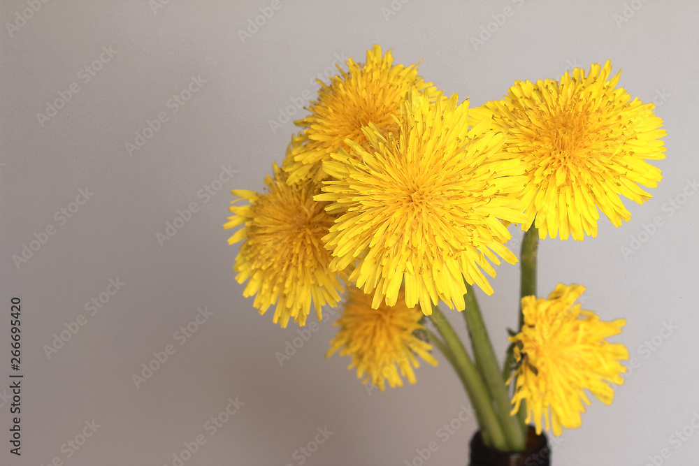 Naklejka premium yellow dandelions a bunch of flowers gathered in the meadow stand on the window