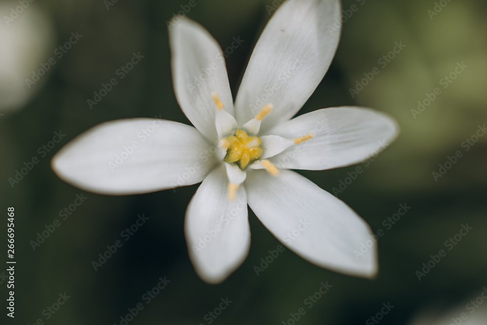 flower white petals daisy texture pollen blur flower white petals daisy texture pollen blur