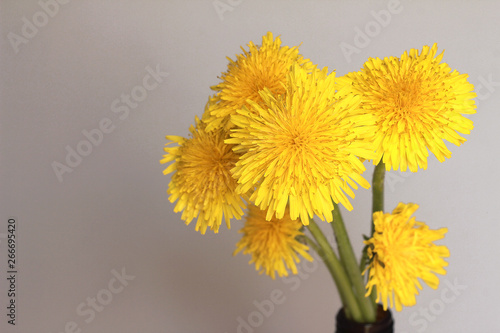  yellow dandelions a bunch of flowers gathered in the meadow stand on the window © Светлана Передня