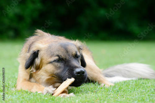 Dog lying on meadow and eat bone