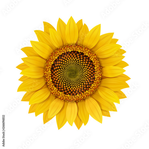 Sunflower realistic isolated illustration
