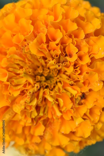 Orange marigold flower © #CHANNELM2