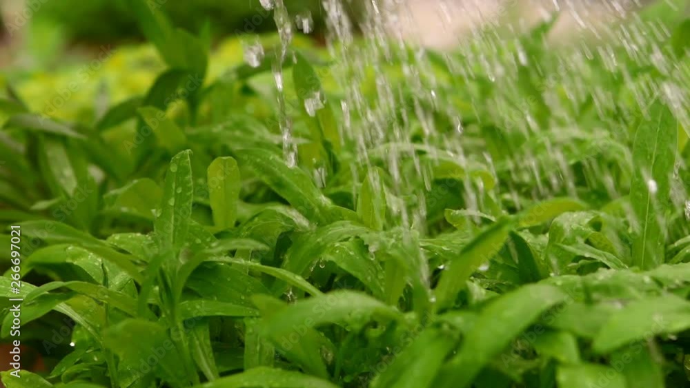 Gardener is watering plants from a watering can. Gardener is watering plants from a watering can.