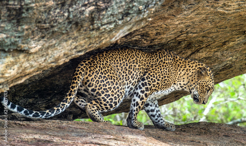 Leopard on a rock. The Female of Sri Lankan leopard . Scientific name: Panthera pardus kotiya. Sri Lanka. Yala National Park.