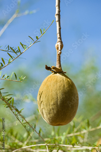 Slika na platnu A large velvety fruit pod of a Baobab tree ( Adansonia ) hanging from a branch o