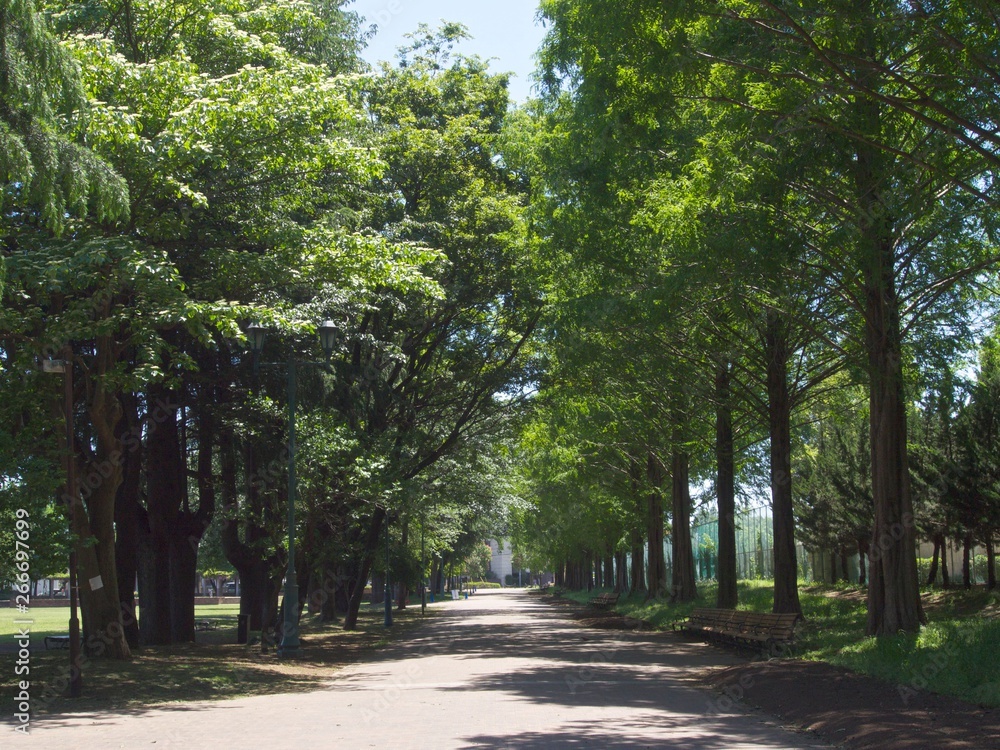 Fototapeta premium 木々に囲まれた遊歩道