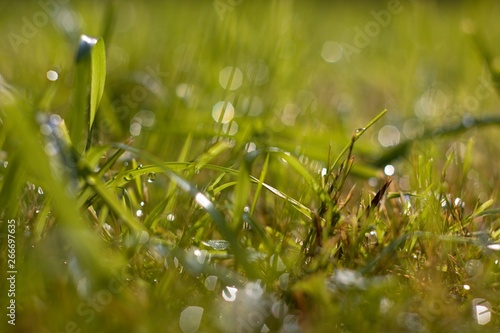 Grass in sunlight after rain