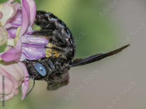 Close up a Black Carpenter Bee (genus xylocopa) feeding pollen of crown flower with nature blurred background. photo