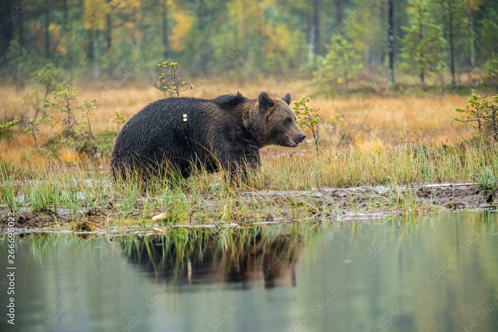 A brown bear  on the bog. Adult Wild Big Brown Bear . Scientific name: Ursus arctos. Natural habitat, autumn season.