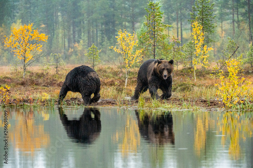 A brown bears  on the bog. Adult Wild Big Brown Bears . Scientific name  Ursus arctos. Natural habitat. Autumn season.