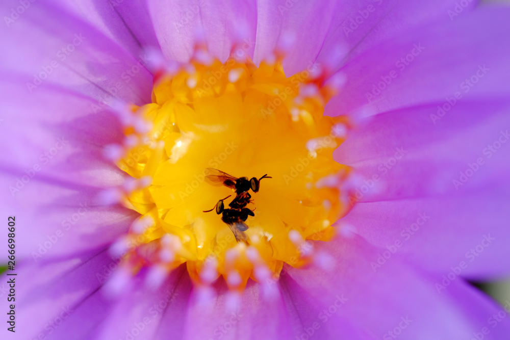Stingless Bee dead on pollen of purple lotus flower Stingless Bee dead on pollen of purple lotus flower