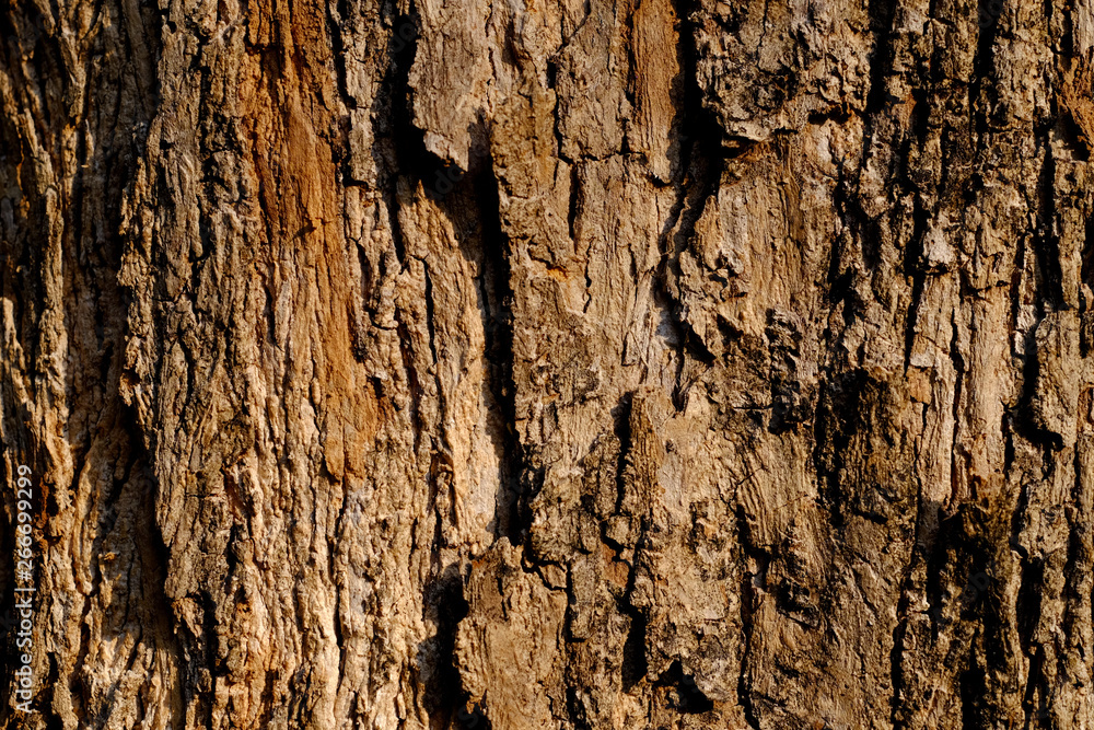 Obraz premium tree bark texture