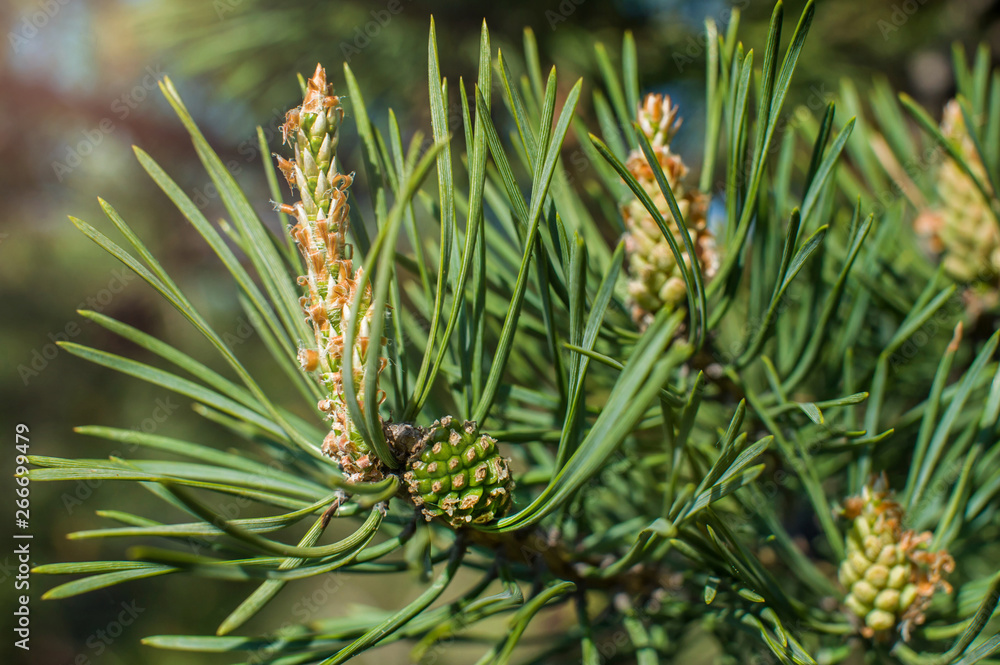 Young green pine cones and young shoots close-up Young green pine cones and young shoots close-up