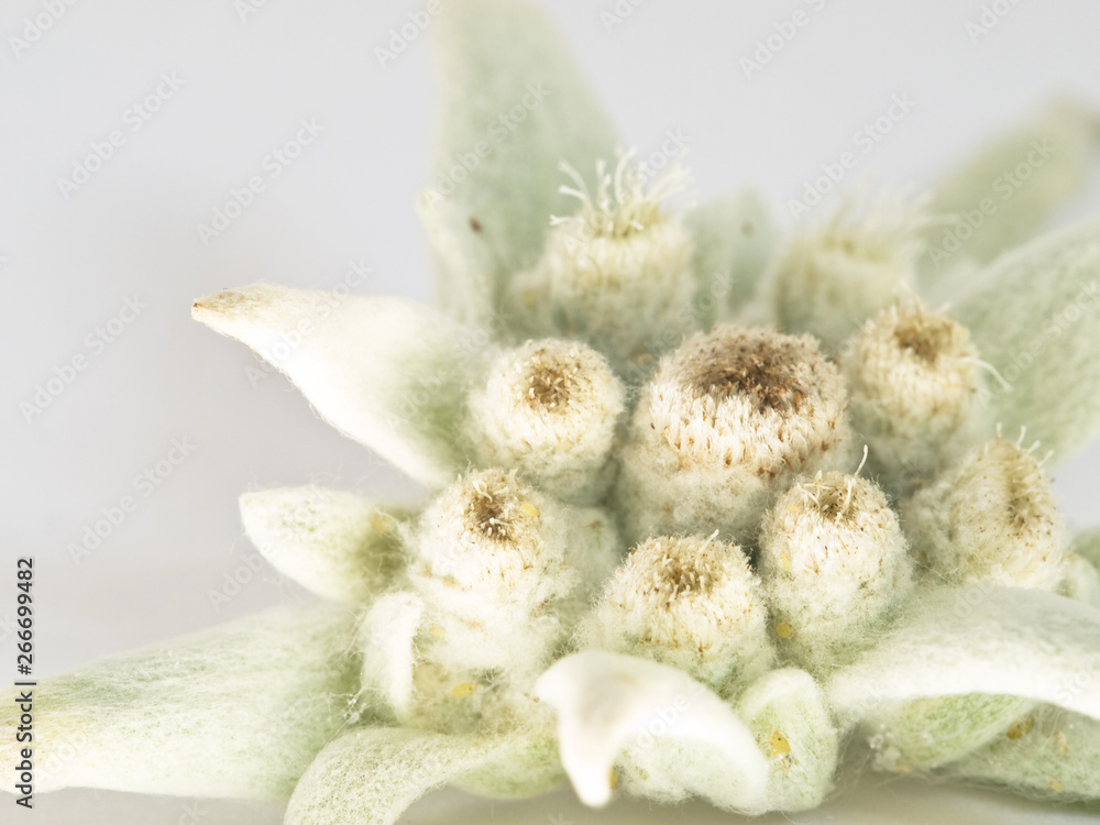 Obraz premium Edelweiß