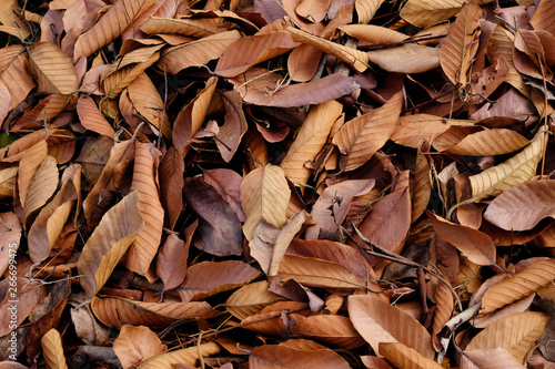 pile of brown autumn leaf in the garden