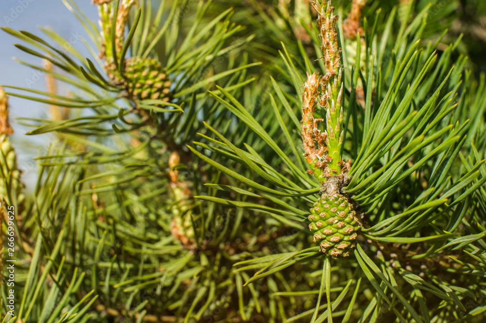 Young green pine cones and young shoots close-up Young green pine cones and young shoots close-up