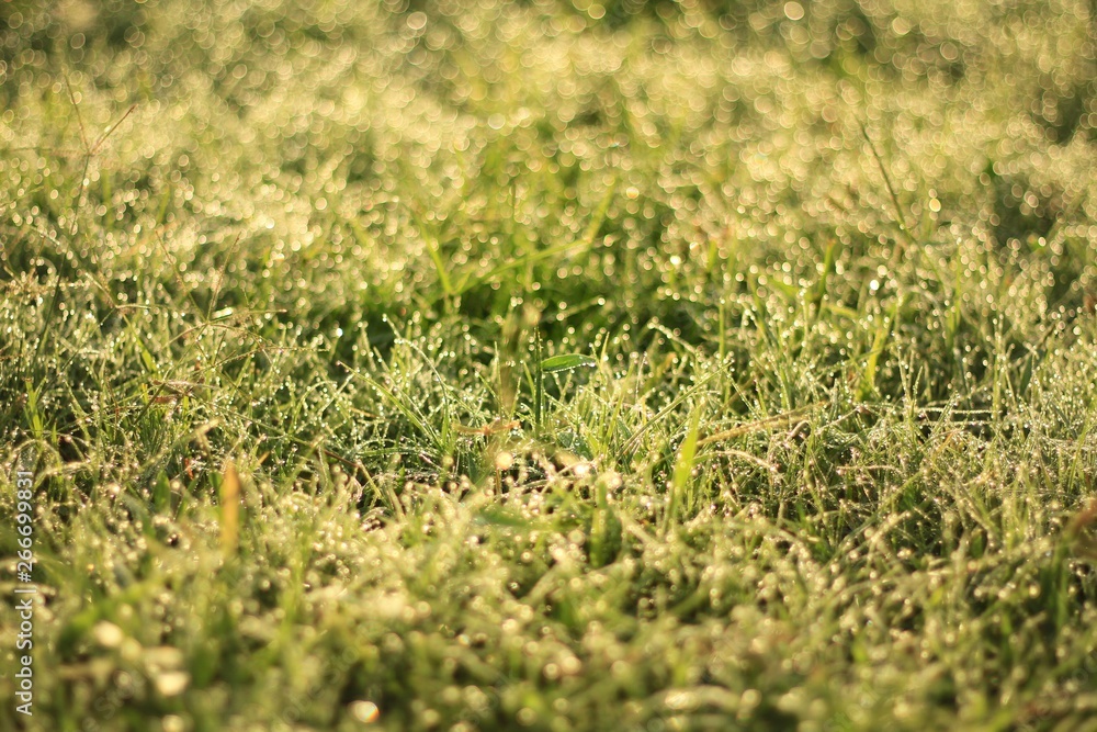 Meadow in the morning with dew Meadow in the morning with dew