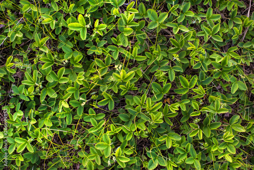 The leaves of young strawberries in the field top view The leaves of young strawberries in the field top view