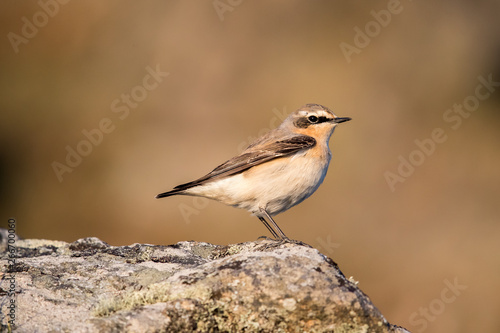 Weatear bird sitting on the rock at Runde, Norway april 2019 © Arild