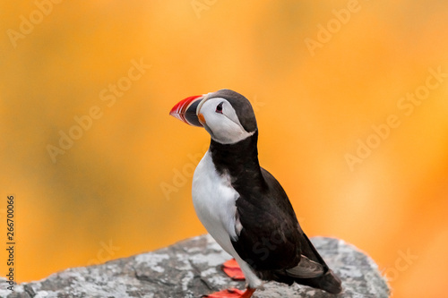 Puffin sitting on the rock at the sunset. Runde, Norway april 2019 © Arild