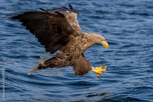 Whitetaile Eagle in the air and focus on the mackerel on the sea. Rekdal, Norway april 2019
