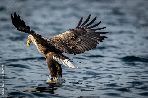 Whitetaile Eagle navigate and catch the fish in the water. Rekdal, Norway april 2019