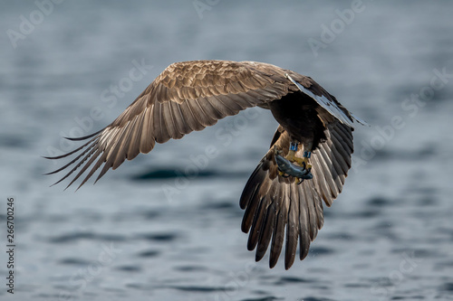 Whitetaile Eagle catching fish and fly away. Rekdal, Norway april 2019 © Arild