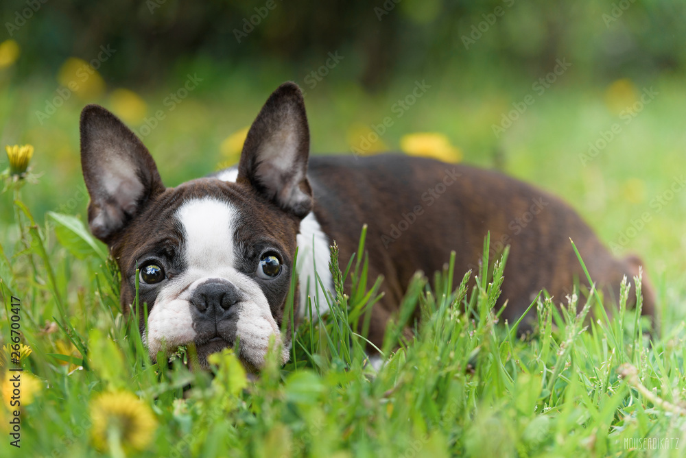 boston terrier on green grass