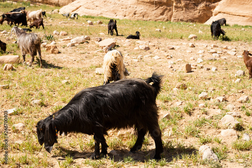 black goat eats grass