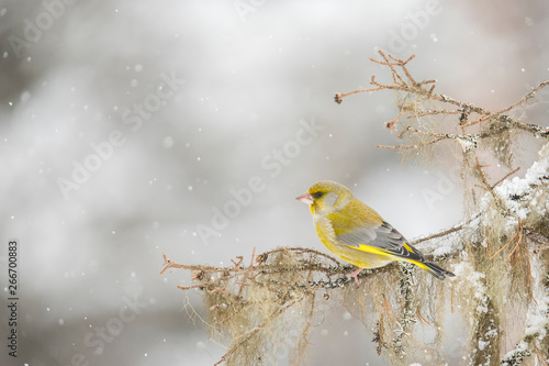 Принти на полотні Greenfinch, Chloris chloris